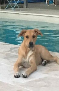 Dog sitting by the pool - volunteering SEQ K9 Rescue Inc