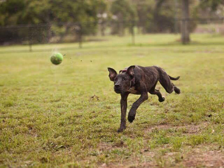 brown dog chasing a green ball across a grassy field - volunteering SEQ K9 Rescue Inc